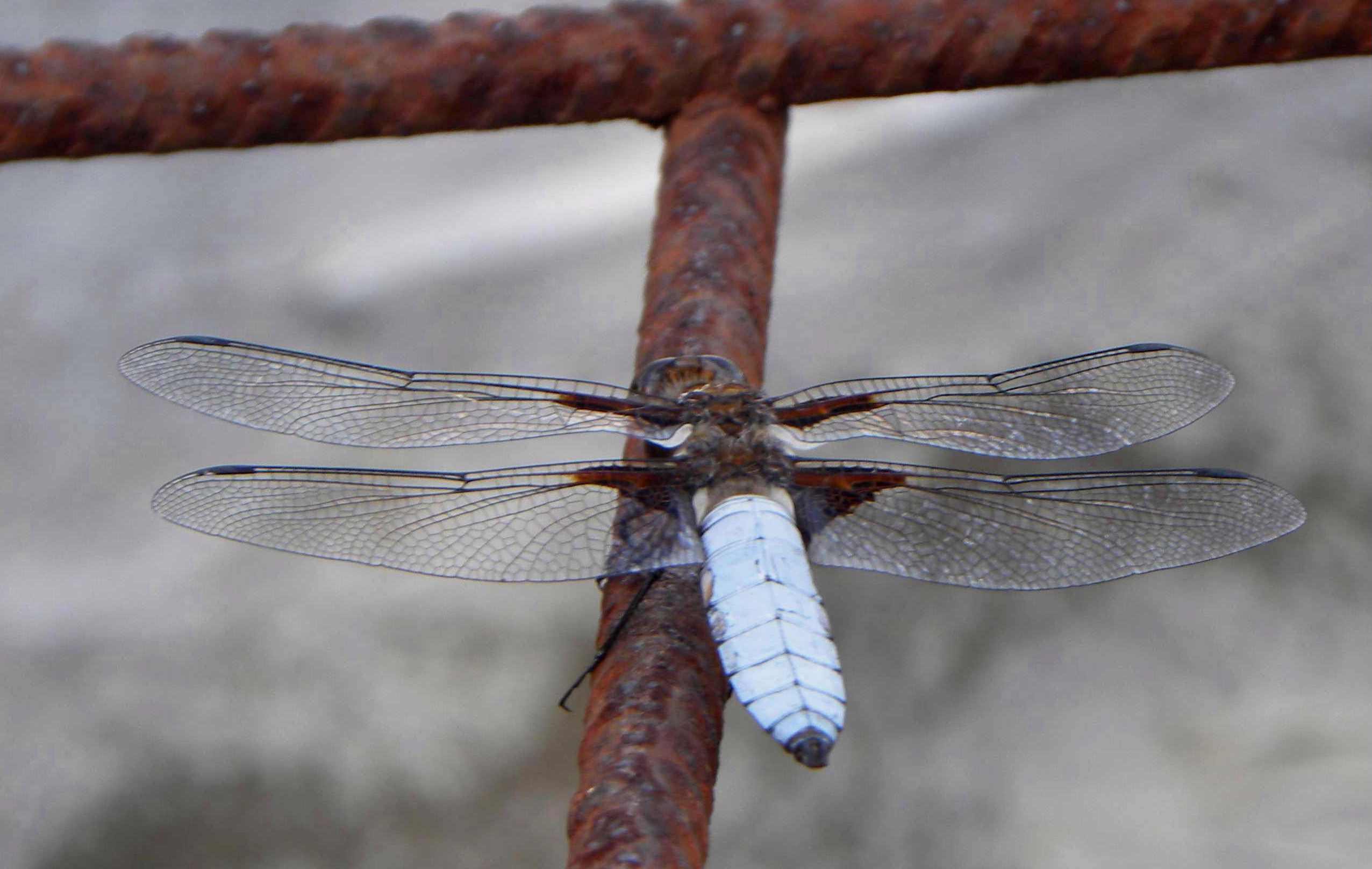 libellula da identificare